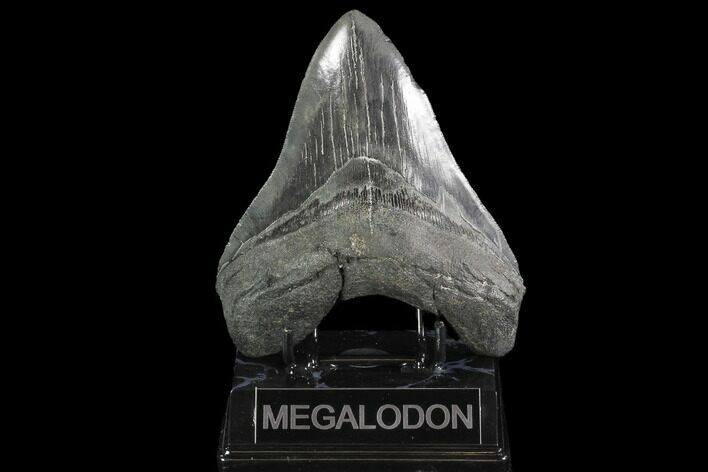Fossil Megalodon Tooth - South Carolina #95304